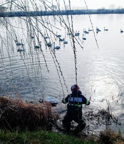 Lebada a ramas blocata pe un lac | imaginea 1