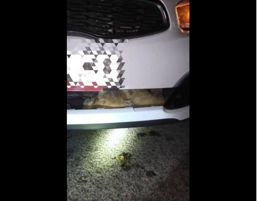 Caine salvat in urma unui grav accident | imaginea 1