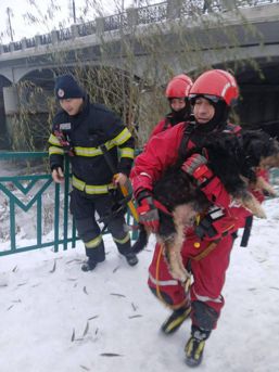 Caine blocat intre gheturi salvat de pompierii oradeni | imaginea 1