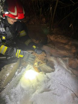 Salvat din fosa dezafectata si a gasit un stapan | imaginea 1