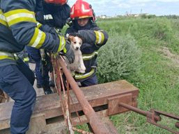 Catelus speriat si blocat intr un pod salvat de pompieri | imaginea 1