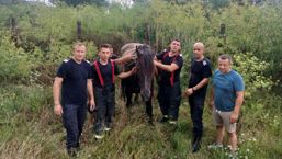 4 ore pentru o viata Iapa salvata dintr un beci | imaginea 1